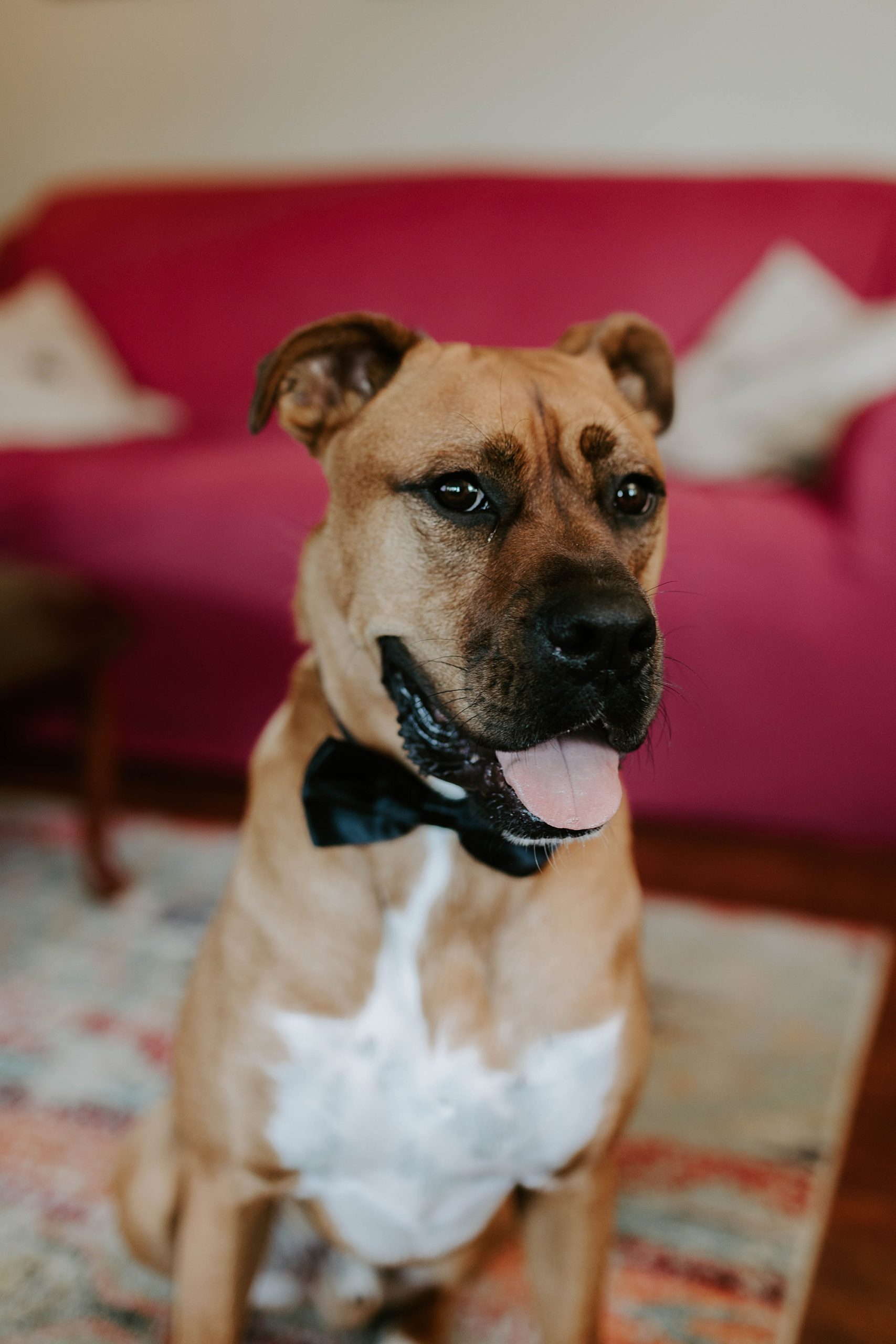 dog photo at wedding